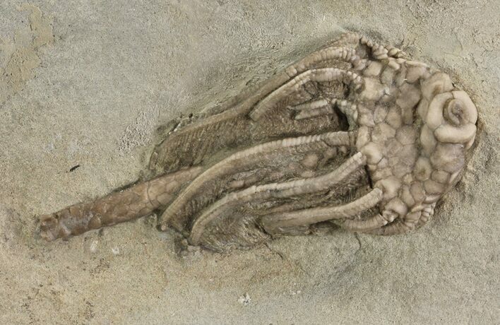 Crinoid (Macrocrinus) Fossil - Crawfordsville, Indiana #78256
